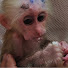 iOBSStdcvog-channel-avatar-Monkey BiBo