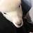 @Yasmr-cxv