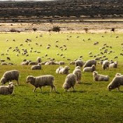 Findingthelostsheep