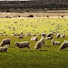 Hezn49jTxpM-channel-avatar-Findingthelostsheep