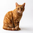 pUmjxFPq-iw-channel-avatar-Meow JP