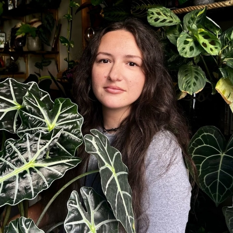 Albo Plants