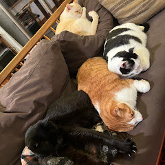 びーねこ