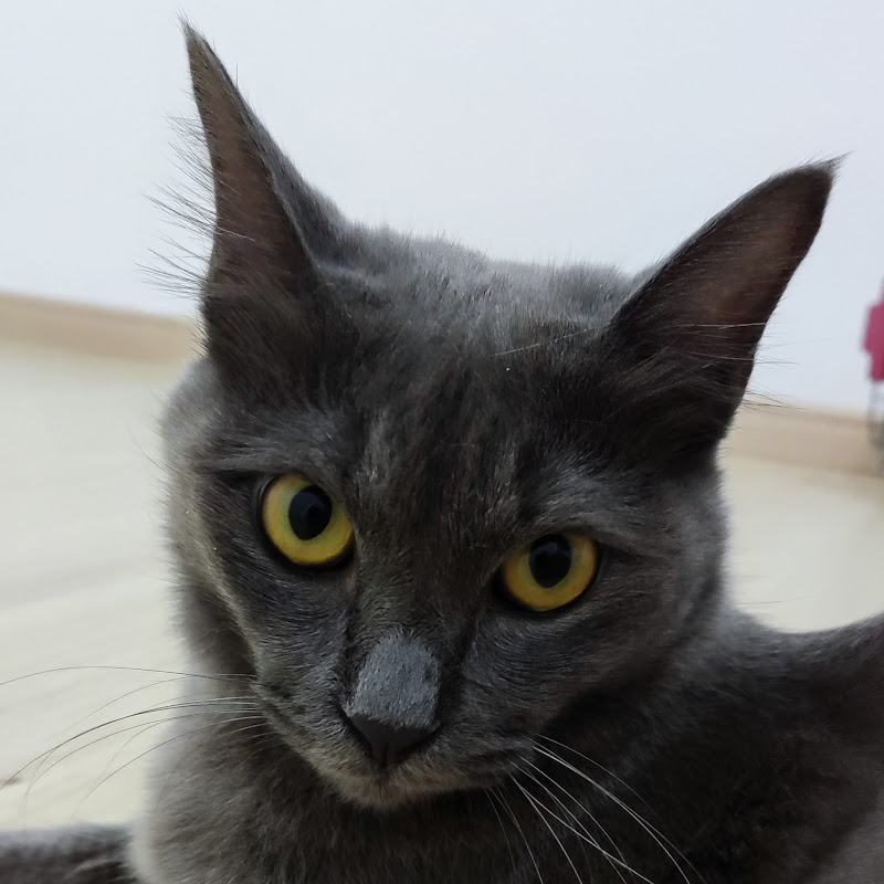 Greycat Papa