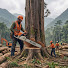 3COjZmmz8yI-channel-avatar-Master Tree Feller