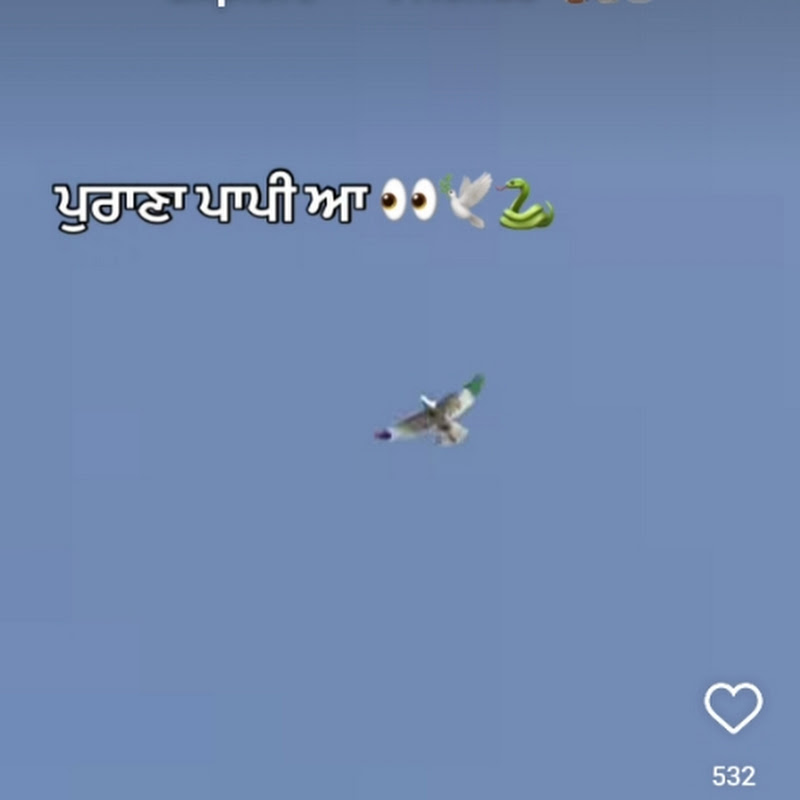 Hire kabutar _ lover  pb-19 — Pets & Animals YouTube creator for sponsorships