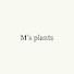 8ZS9a8T5Vis-channel-avatar-M's plants 植物屋の点描