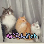 ねこらんどch