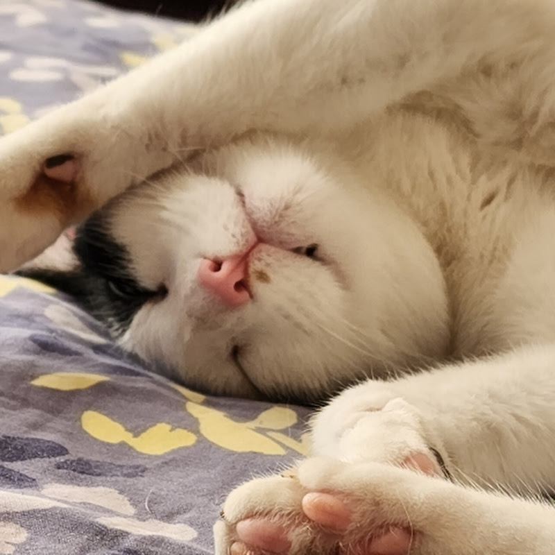 Leia 😺