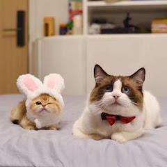 牛奶是只猫 kitty milk avatar