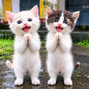 Kittens Six