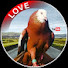 HlRTUFXJols-channel-avatar-KhaLiFa Pigeon