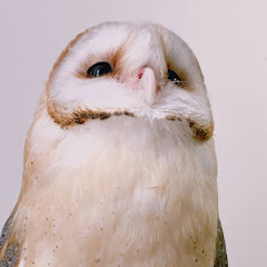 メンフクロウのこむぎ Barn Owl Comugi Channelアイコン画像