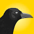 6pP5QX_yhk4-channel-avatar-GeoAnimal
