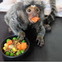 Marmoset Monkey Daisey 