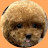 Carrot the Poodle