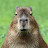 Cool_capybara