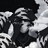 bZstz5MafiE-channel-avatar-Somberiel