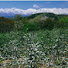 Q1KOSofFz6E-channel-avatar-pasture Wisteria