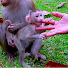 AurFA9jsE8k-channel-avatar-Cambodian Monkey