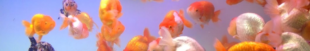 criadero de betta y goldfish Javier RD YouTube channel avatar