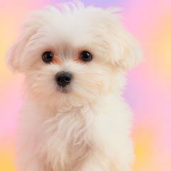 만두네 강아지 이야기