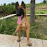 CSLSJ5aXoqo-channel-avatar-German Shepherd Soulmates