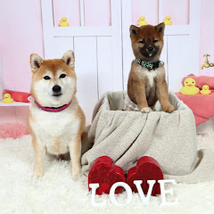 豆柴ひまりとゆきち