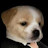 @perro_fino-f4e