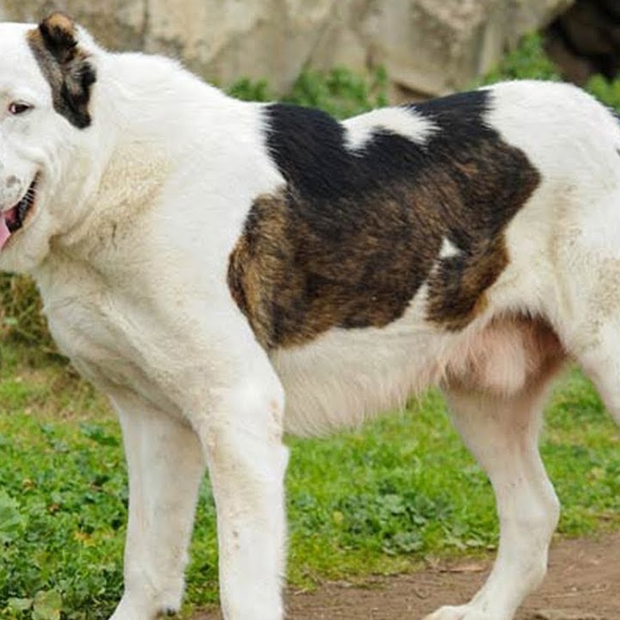 Romanian Mioritic Shepherd Dog - Topic - YouTube