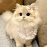 7Ml9ghI3onU-channel-avatar-憎むべき猫