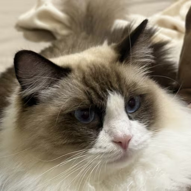 251206 高盛深度解读小米：关于近期“豆包”AI手机助手发布的思考