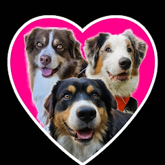 DogMa🐶TV eEducation