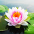 cRycTT5pcDQ-channel-avatar-Lotus Stars 777