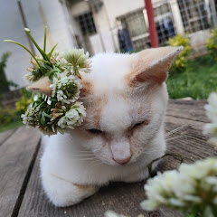 まさテン【1時間耐久部屋】 MasaTen【1Hour 】