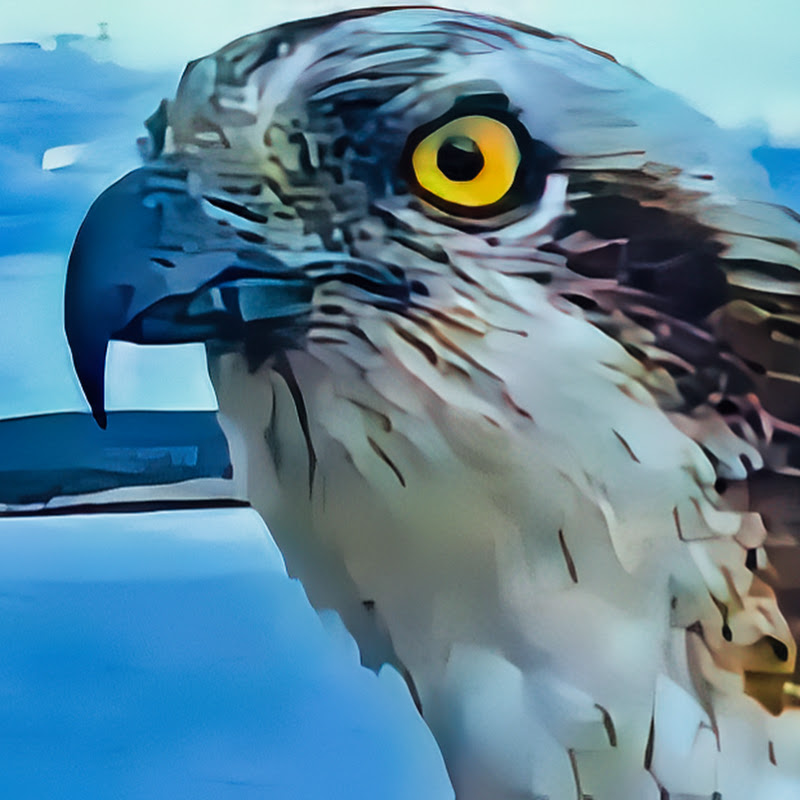 Fru Rauer  - Norwegian Osprey logo