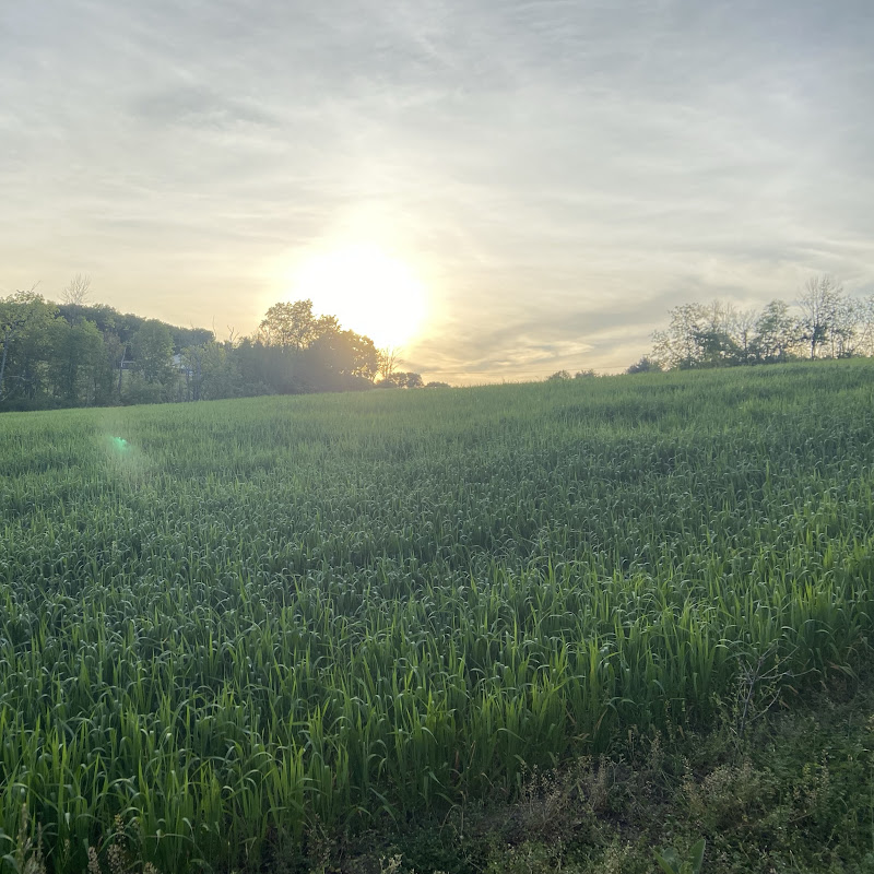 Evergreen Farm