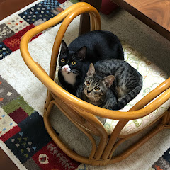 ゲームと猫チャンネル
