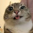 Vench