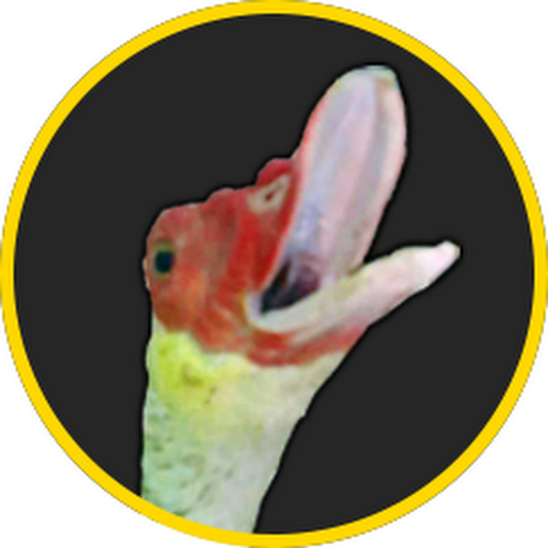Duckwit