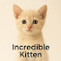 _RTTg3XF6H4-channel-avatar-Incredible kitten