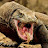 Immortal Komodo