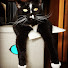 nV5xmi9imdI-channel-avatar-Okay Pet