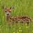 @She.loves.deers21
