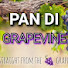 3bMwDaoNYk8-channel-avatar-Pan Di Grapevine 