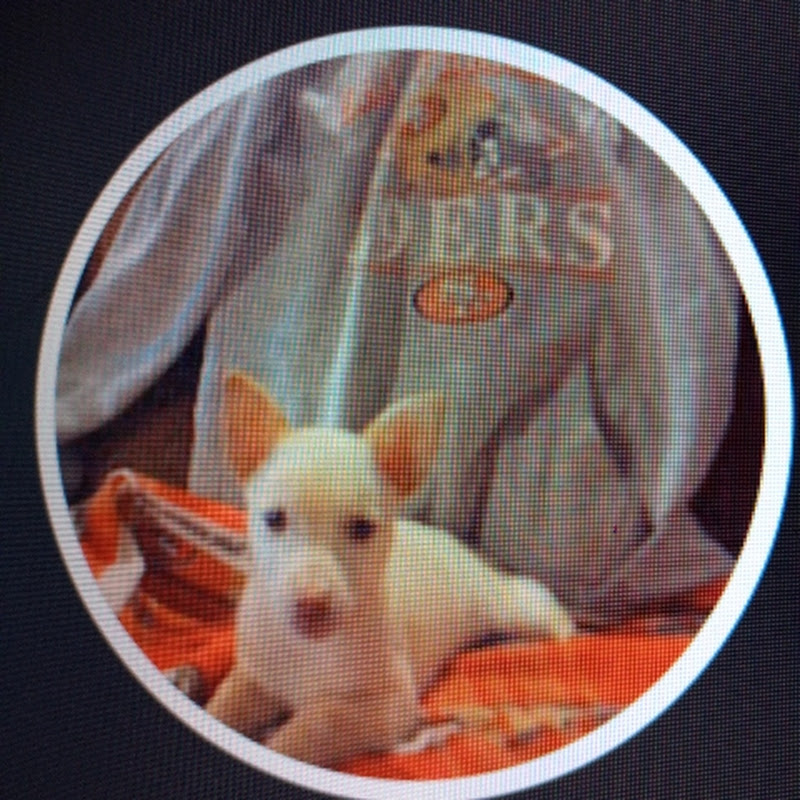 Hire Doggos77  — Pets & Animals YouTube creator for sponsorships