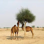 Thar of camel