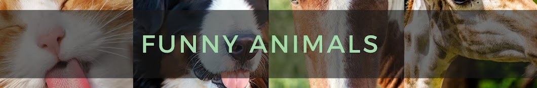 funny animals Avatar de chaîne YouTube