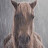 @Rain_Horse