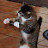 Cat Fun 0